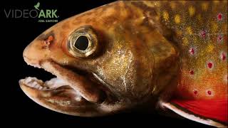 A southern Appalachian brook trout Salvelinus fontinalis at the Tennessee Aquarium [upl. by Chemesh692]