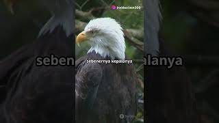 Tau kah kamu burung yang menjadi maskot Negara Amerika Serikat animalbehavior faktaunik [upl. by Karna]