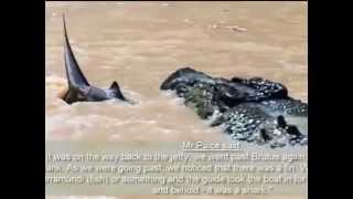 Shark vs Crocodile  amazing fight [upl. by Mercie933]