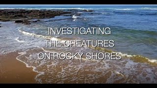 Investigating Rocky Shores Zones and Common Species [upl. by Morven736]