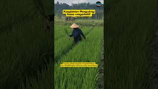 Kegiatan roguing pada fase vegetatif padi produsenbenih vub benihunggul [upl. by Therese]