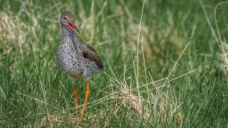 Common Redshank [upl. by Eidorb]