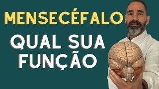 O que é mesencéfalo [upl. by Penman]