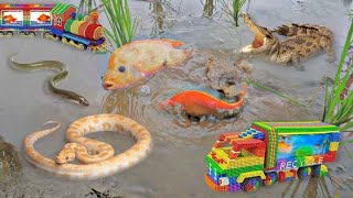 So Amazing Catching Colorful Betta Fish In The River Giant Catfish Ornamental Fish Turtle Bird [upl. by Dam]