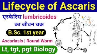 Ascaris lumbricoides Lifecycle  Ascariasis  Round Worm  life cycle of ascaris  jeevan chakra [upl. by Ennayd]