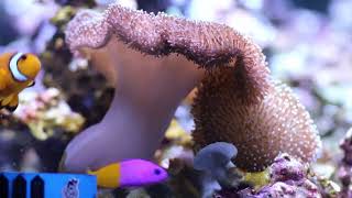 Toadstool Leather Mushroom Coral Info [upl. by Wieche]