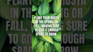 Hostas EasytoGrow Plants for Novice Gardeners  How to Grow Hostas [upl. by Simona]