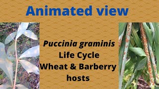 The Life Cycle of Puccinia graminis or Black Stem Rust of Wheat [upl. by Nylsirk]