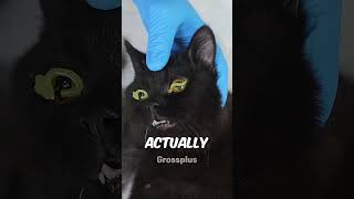 Cats eye protection shorts science [upl. by Dodie]