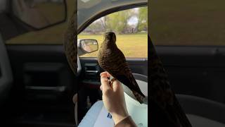 Falcon trying to catch a European Starling [upl. by Nitsugua]