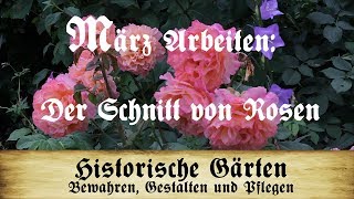 Arbeiten im März Der Schnitt von Rosen Strauchrosen Kletterrosen Wildrosen und Stammrosen [upl. by Doubler321]