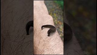 Dont Let Leeches Suck Your Blood‖Leech on skin ‖animal shortsfeed viral short [upl. by Dinsmore]