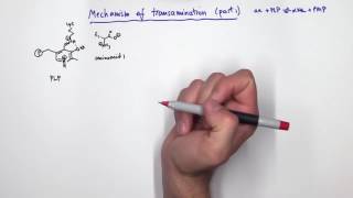 PLP Pyridoxal Phosphate Reactions [upl. by Akemeuwkuhc746]