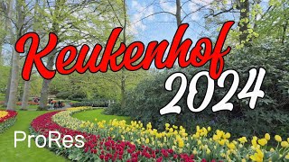 Keukenhof Gardens Lisse 2024 ProRes [upl. by Gnas]