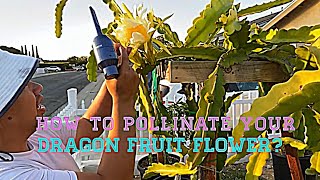 How to pollinate your dragon fruit flower [upl. by Adnovaj]