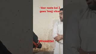 new short video 2gawa 1majj vikau ਵੀਰ neette ਕੋਲ [upl. by Mayfield52]