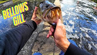 WILL BASS BITE A BELLOWS GILL SWIM JIG  LURE TEST [upl. by Alinoel]