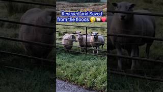 SHEEP❤️🐑 RESCUED AND SAVED From The FLOODS 🥲🥰❤️Shorts sheeplove emotional [upl. by Elime787]