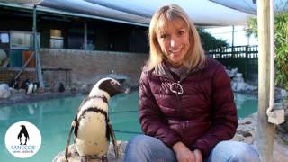 Michaela Strachan appeals to the public to help build SANCCOBs penguin hospital [upl. by Paymar]