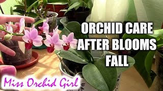 How to care for orchids after blooms fall [upl. by Francesco722]