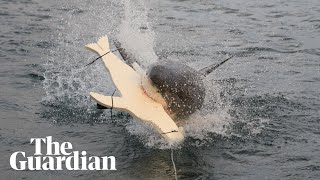 LED lights on surfboards or kayaks may deter shark attacks researchers say [upl. by Reteip]