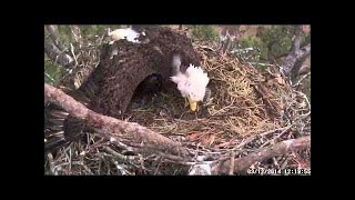 Berry College Eagle Intruder 3122014 [upl. by Meghann698]