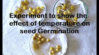 Effect of Temperature on Germination Experiment [upl. by Alrick708]