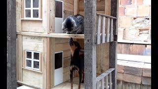 CASINHA DUPLEX  PARA CÃES E GATOS  3ª Parte [upl. by Helena651]