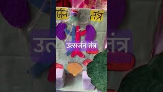 उत्सर्जन तंत्र  Excretory System  Kidney  Nephron  Science Model shorts ytshorts [upl. by Iatnohs]