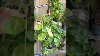 propagate pilea plant☘️shortsfeed youtube propagation pilea ytshorts gardening plants reels [upl. by Lihka917]