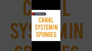 CANAL SYSTEM IN SPONGES [upl. by Lrat614]