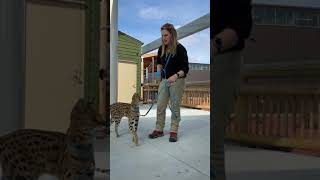 Keeper Corner African Serval Cat [upl. by Yenittirb89]