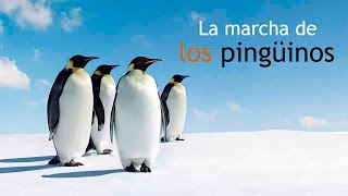 La Marcha de los Pingüinos [upl. by Akeit3]