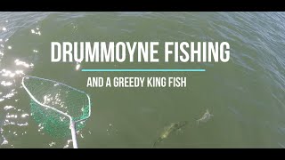 Sydney Fishing  King Fish  Drummoyne kingfish bream flathead [upl. by Ecnarepmet]