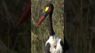 Kruger National Park EP1 Panorama Route Hoedspruit Wildlife Estate [upl. by Moffat]