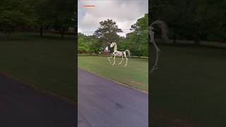 I Found a horse Skeleton In Real On Google Map And Google Earth shorts lookattheworld [upl. by Birk28]