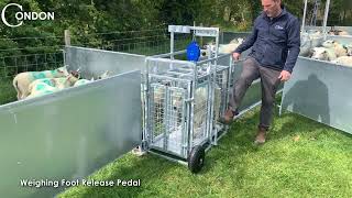 Lamb weigh crate  Condon Engineering [upl. by Clyte]