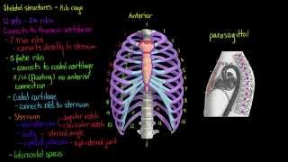 Skeletal Structures The Rib Cage [upl. by Ait]