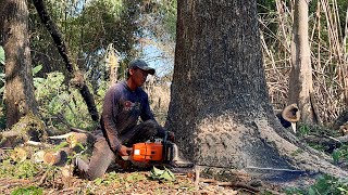 Dangerous amp Draining energy‼️ Felling of trees with branches crossing each other [upl. by Reffineg]