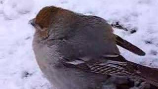 Durbec des pins  pine grosbeak [upl. by Nylehtak213]