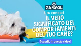 Comportamento del cane i significati nascosti [upl. by Birkner]