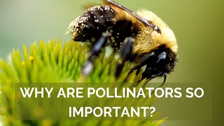 The Critical Importance of Pollinators [upl. by Eibbob]