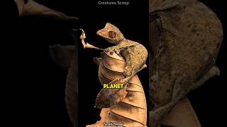 Meet the Satanic LeafTailed Gecko Natures ultimate master of disguise [upl. by Winifield]