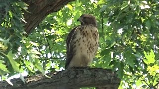 Red Tail Hawk eating its prey second hawk waiting for leftovers WARNING GRAPHIC CONTENT [upl. by Gerfen723]