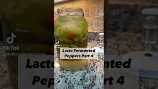 Lacto Fermented Peppers Part 4 fermentedfoods peppers howto harvest lactobacillus [upl. by Kcub]