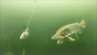 Pike SLAMMED My Bait Ice Fishing 2018 [upl. by Gerick]