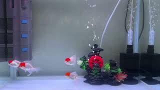 Red Cap Oranda goldfish [upl. by Imelida]