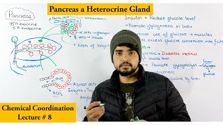 Pancreas structure and Function [upl. by Flosser696]