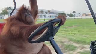 Орангутанг Дальнобойщики Famous orangutan driving a golf cart [upl. by Auerbach780]