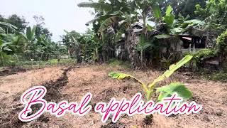 PAG APPLY NG HERBICIDE  GRASS ZERO herbicide grasszero talong farmer bohol up [upl. by Joete]